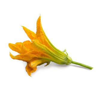 Fleur de courgette recharge Lingot pour potager Véritable
